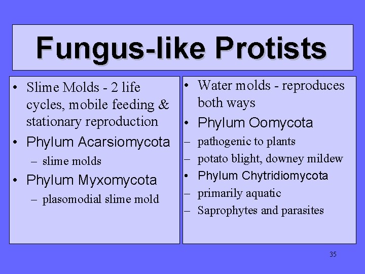 Fungus-like Protists • Water molds - reproduces • Slime Molds - 2 life both Fungus-like Protists • Water molds - reproduces • Slime Molds - 2 life both
