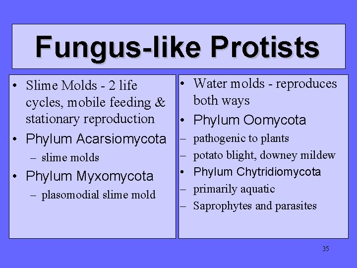 Fungus-like Protists • Water molds - reproduces • Slime Molds - 2 life both