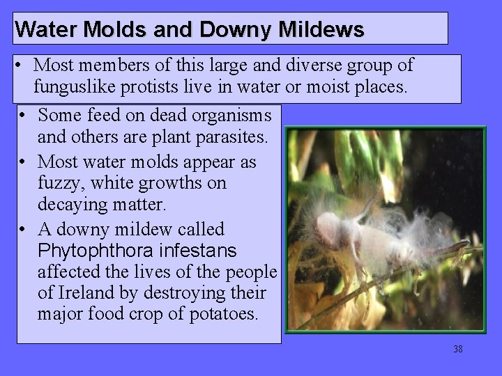 Water Molds and Downy Mildews • Most members of this large and diverse group