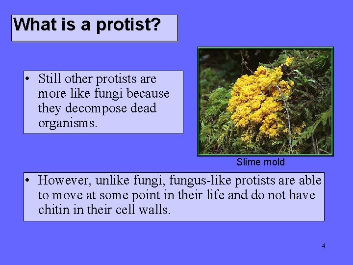 What is a protist? • Still other protists are more like fungi because they