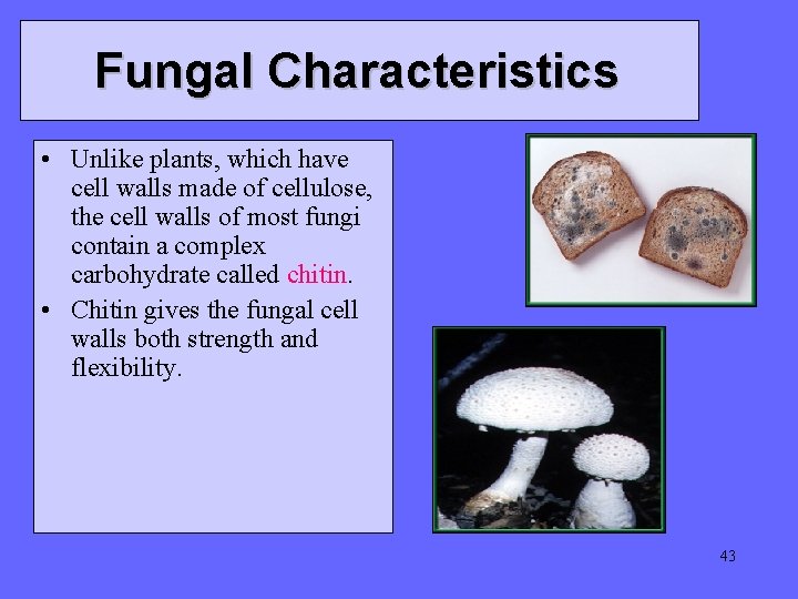 Fungal Characteristics • Unlike plants, which have cell walls made of cellulose, the cell