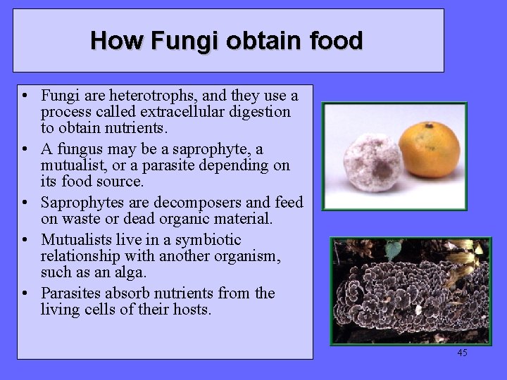 How Fungi obtain food • Fungi are heterotrophs, and they use a process called