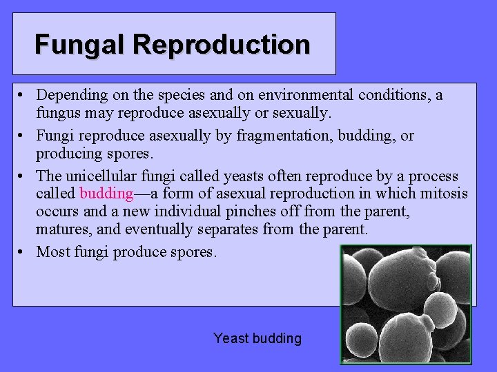 Fungal Reproduction • Depending on the species and on environmental conditions, a fungus may