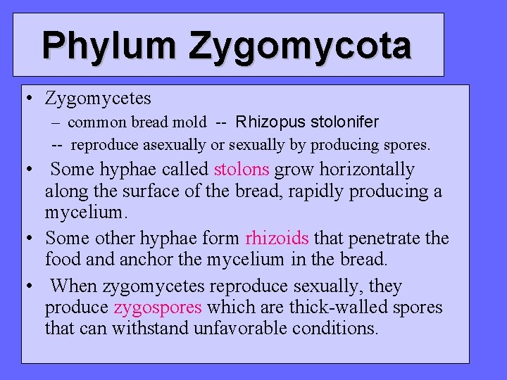 Phylum Zygomycota • Zygomycetes – common bread mold -- Rhizopus stolonifer -- reproduce asexually Phylum Zygomycota • Zygomycetes – common bread mold -- Rhizopus stolonifer -- reproduce asexually
