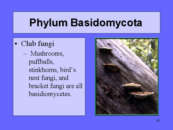 Phylum Basidomycota • Club fungi – Mushrooms, puffballs, stinkhorns, bird’s nest fungi, and bracket Phylum Basidomycota • Club fungi – Mushrooms, puffballs, stinkhorns, bird’s nest fungi, and bracket