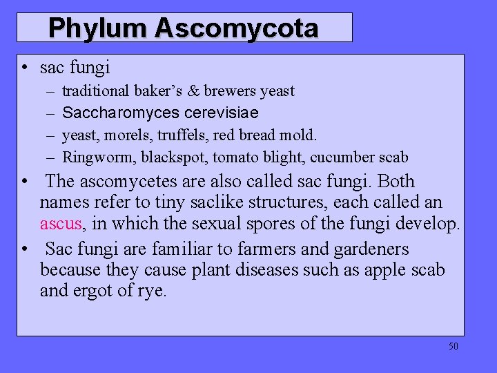 Phylum Ascomycota • sac fungi – – traditional baker’s & brewers yeast Saccharomyces cerevisiae