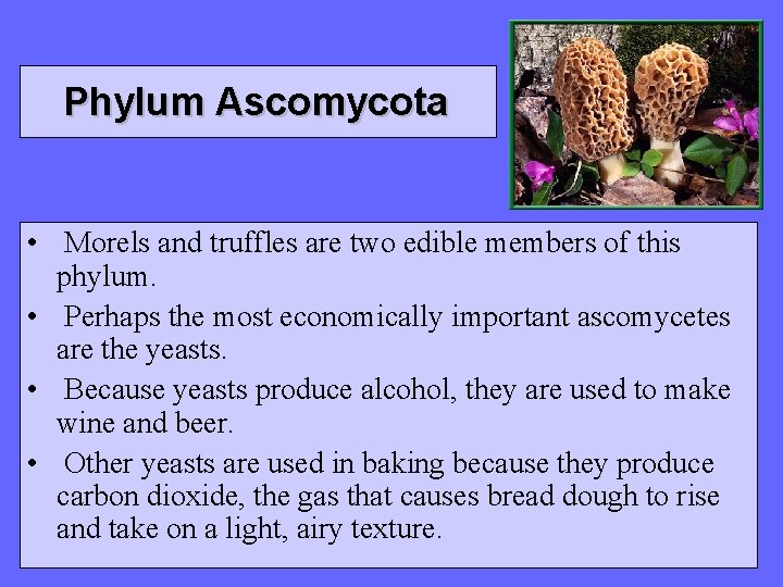 Phylum Ascomycota • Morels and truffles are two edible members of this phylum. • Phylum Ascomycota • Morels and truffles are two edible members of this phylum. •
