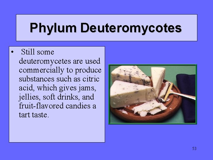 Phylum Deuteromycotes • Still some deuteromycetes are used commercially to produce substances such as