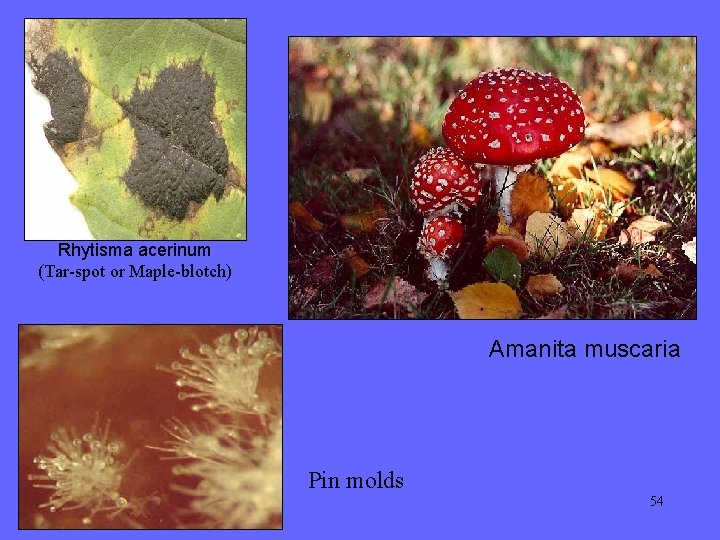 Rhytisma acerinum (Tar-spot or Maple-blotch) Amanita muscaria Pin molds 54 Rhytisma acerinum (Tar-spot or Maple-blotch) Amanita muscaria Pin molds 54