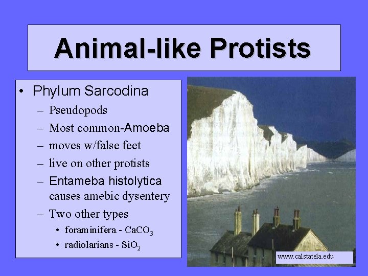 Animal-like Protists • Phylum Sarcodina – – – Pseudopods Most common-Amoeba moves w/false feet