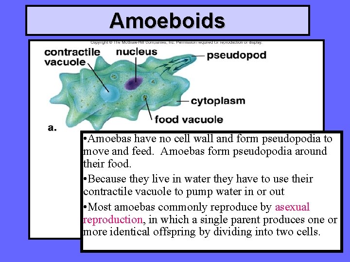 Amoeboids • Amoebas have no cell wall and form pseudopodia to move and feed.