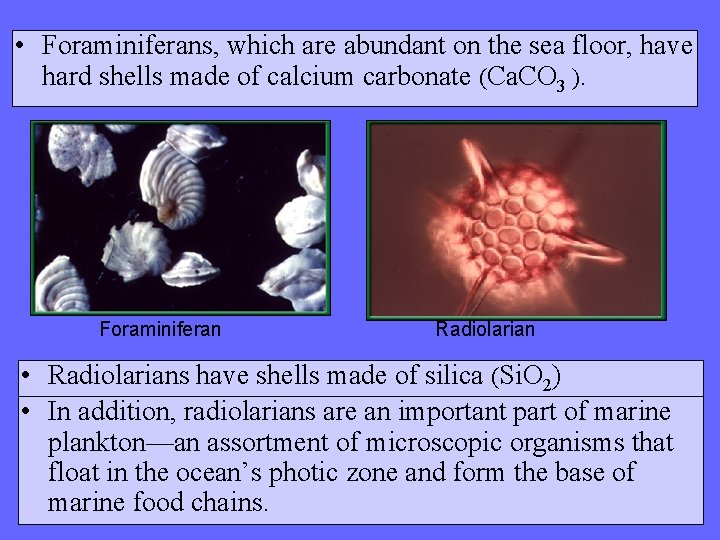  • Foraminiferans, which are abundant on the sea floor, have hard shells made
