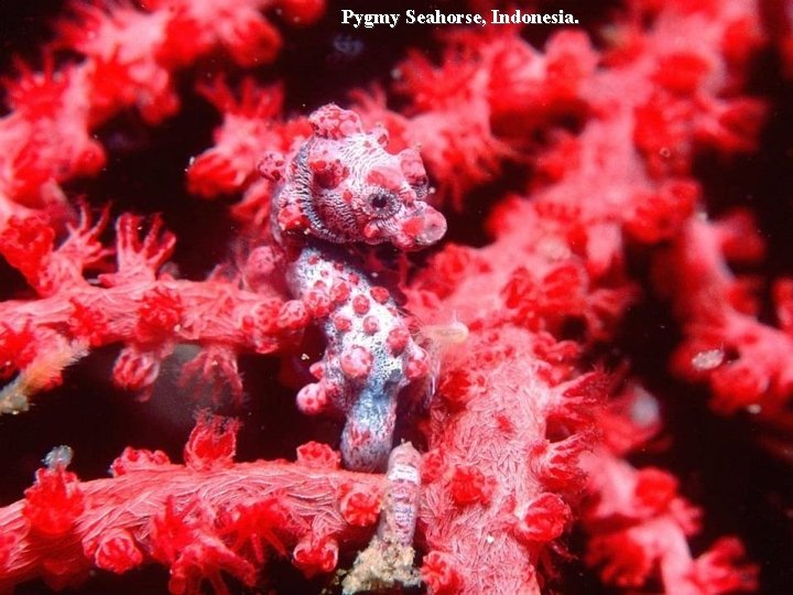 Pygmy Seahorse, Indonesia. 