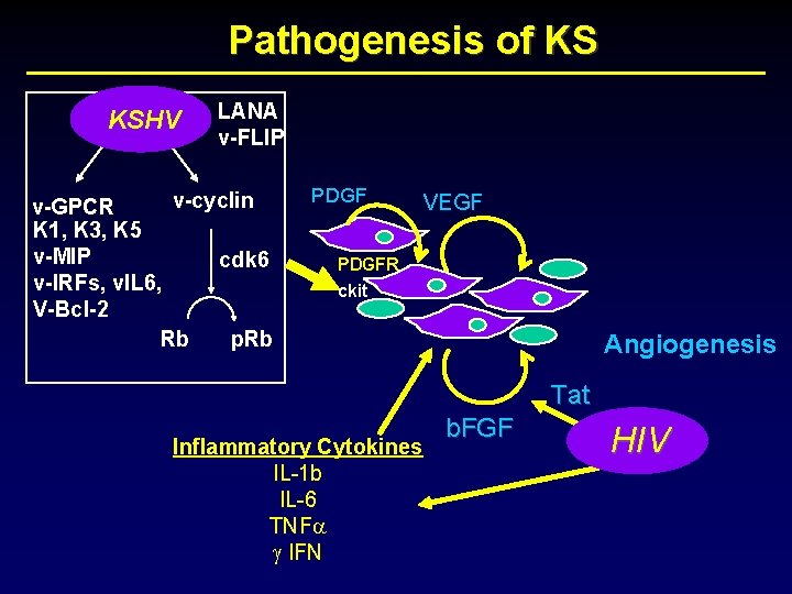 Pathogenesis of KS KSHV LANA v-FLIP v-cyclin v-GPCR K 1, K 3, K 5