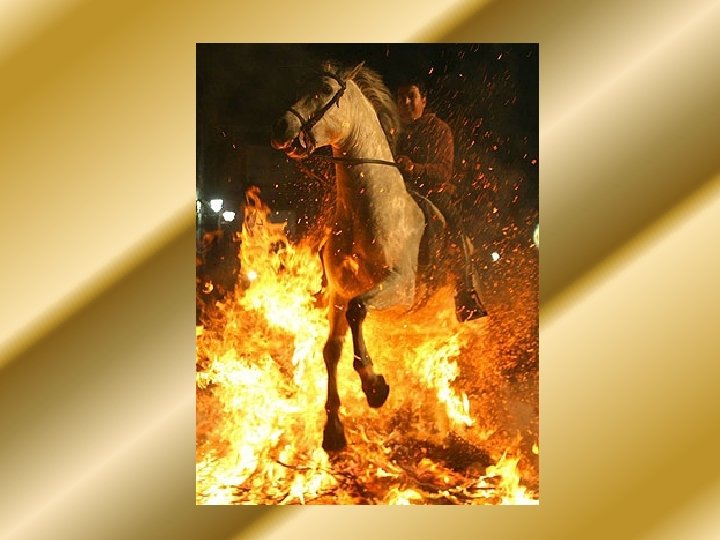 HORSE WHISPERER Andrew Forster What does a Horse