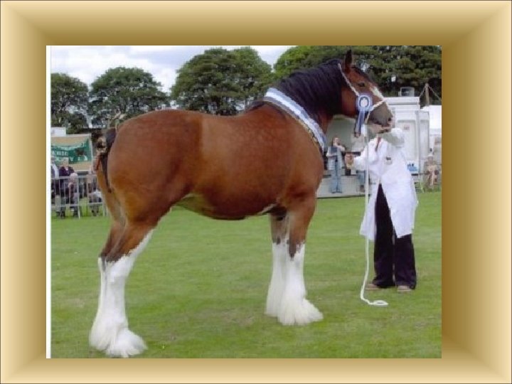 HORSE WHISPERER Andrew Forster What does a Horse