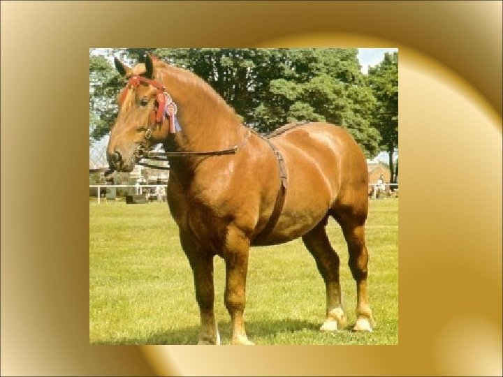 HORSE WHISPERER Andrew Forster What does a Horse