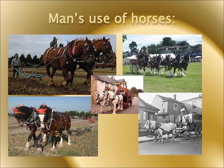 Man’s use of horses: 