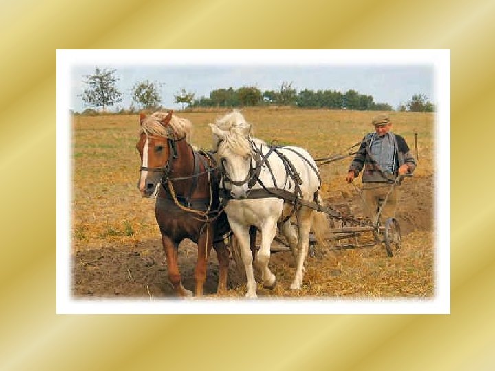 HORSE WHISPERER Andrew Forster What does a Horse