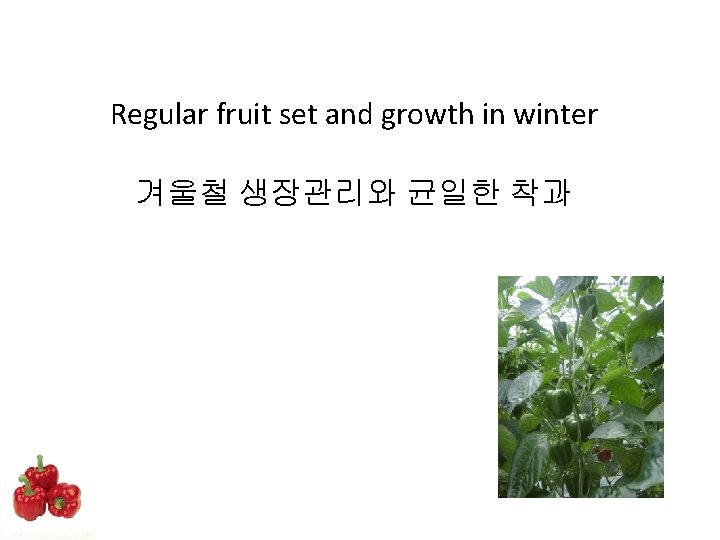 Regular fruit set and growth in winter 겨울철 생장관리와 균일한 착과 