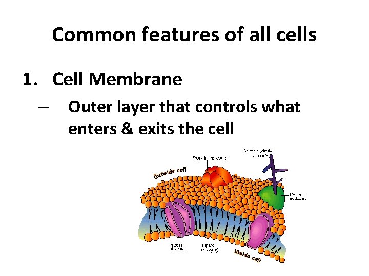 Common features of all cells 1. Cell Membrane – Outer layer that controls what