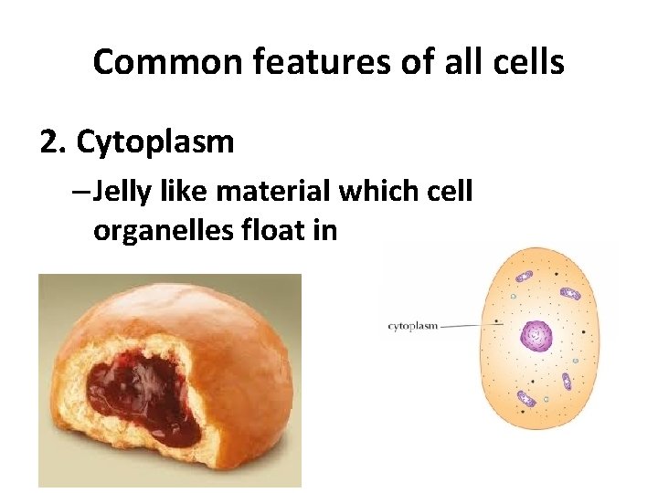 Common features of all cells 2. Cytoplasm – Jelly like material which cell organelles