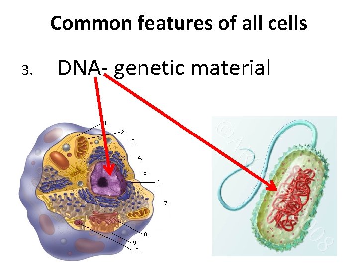 Common features of all cells 3. DNA- genetic material 