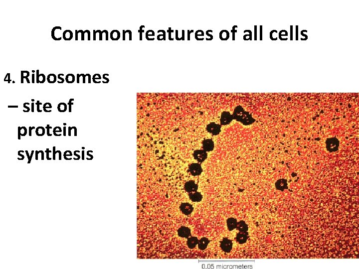Common features of all cells 4. Ribosomes – site of protein synthesis 