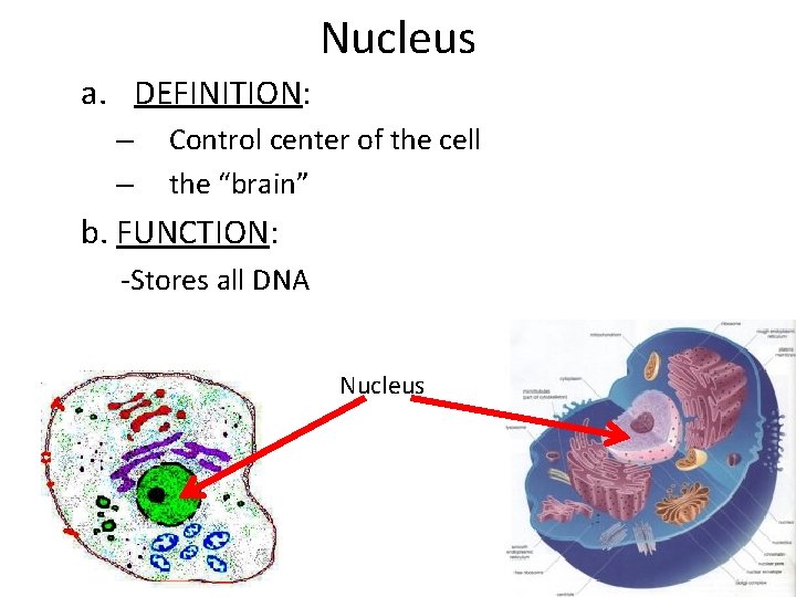 Nucleus a. DEFINITION: – – Control center of the cell the “brain” b. FUNCTION: