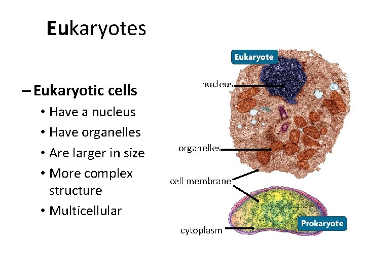 Eukaryotes – Eukaryotic cells • Have a nucleus • Have organelles • Are larger