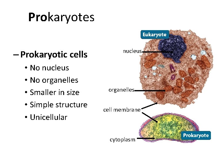 Prokaryotes – Prokaryotic cells • No nucleus • No organelles • Smaller in size