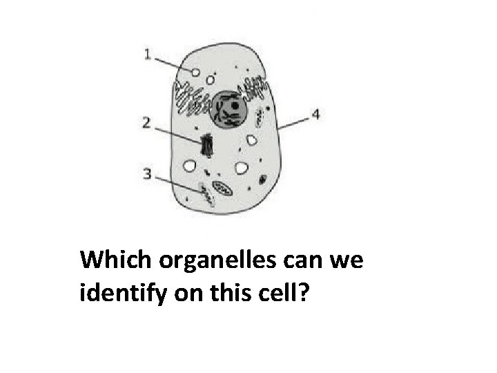 Which organelles can we identify on this cell? 