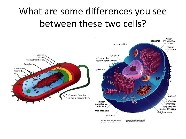 What are some differences you see between these two cells? 