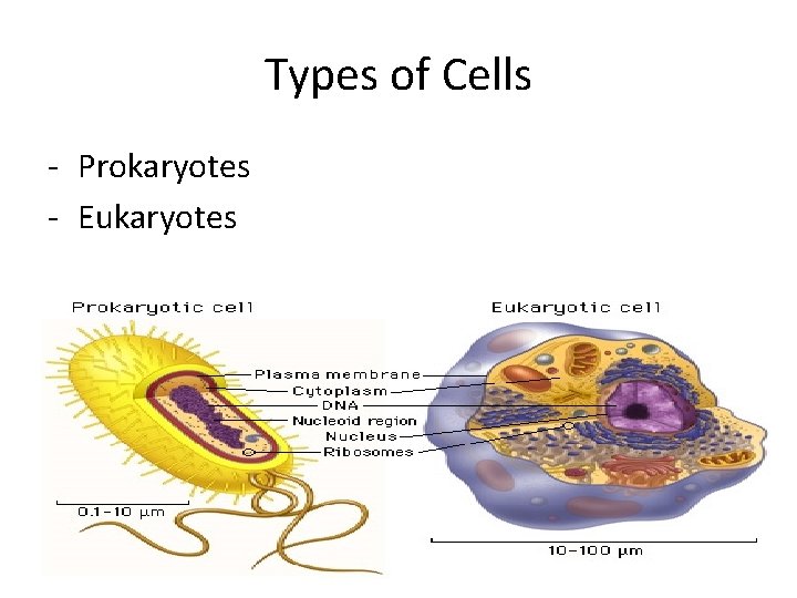 Types of Cells - Prokaryotes - Eukaryotes 