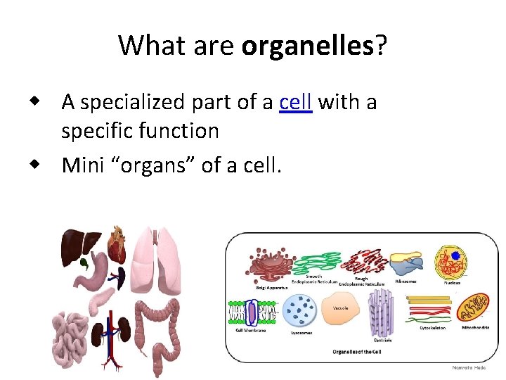 What are organelles? w A specialized part of a cell with a specific function