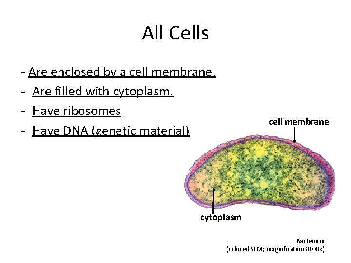 All Cells - Are enclosed by a cell membrane. - Are filled with cytoplasm.