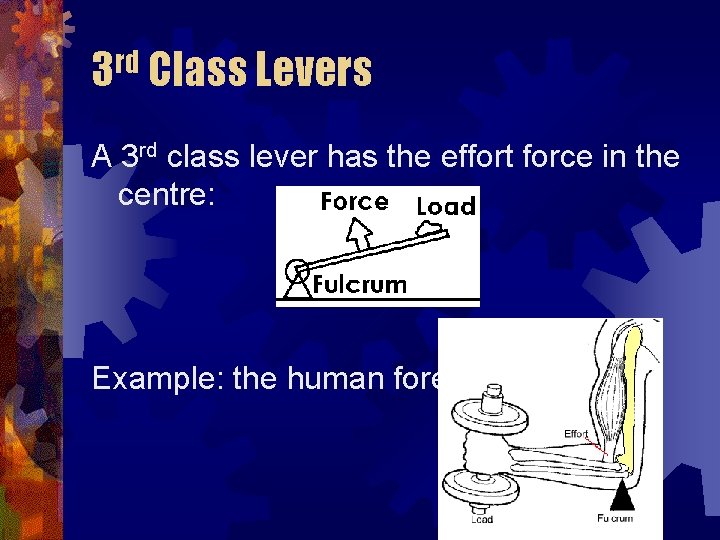 3 rd Class Levers A 3 rd class lever has the effort force in