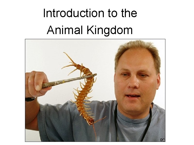 Introduction to the Animal Kingdom Introduction to the Animal Kingdom