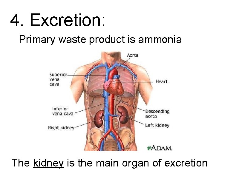 4. Excretion: Primary waste product is ammonia The kidney is the main organ of 4. Excretion: Primary waste product is ammonia The kidney is the main organ of
