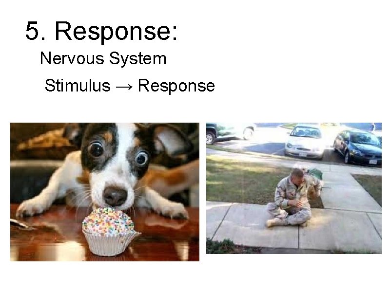 5. Response: Nervous System Stimulus → Response 5. Response: Nervous System Stimulus → Response