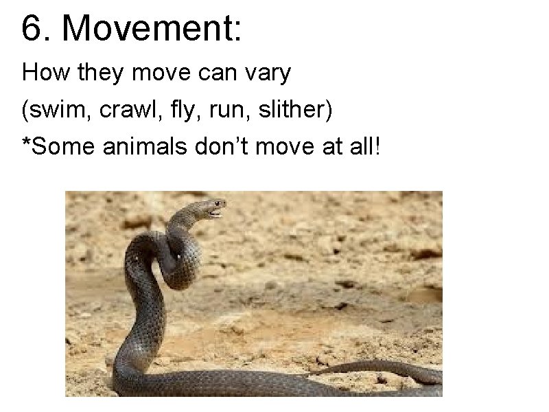 6. Movement: How they move can vary (swim, crawl, fly, run, slither) *Some animals 6. Movement: How they move can vary (swim, crawl, fly, run, slither) *Some animals