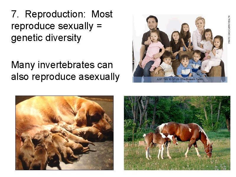 7. Reproduction: Most reproduce sexually = genetic diversity Many invertebrates can also reproduce asexually 7. Reproduction: Most reproduce sexually = genetic diversity Many invertebrates can also reproduce asexually