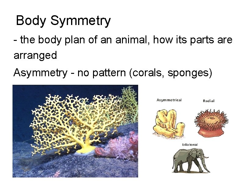Body Symmetry - the body plan of an animal, how its parts are arranged Body Symmetry - the body plan of an animal, how its parts are arranged