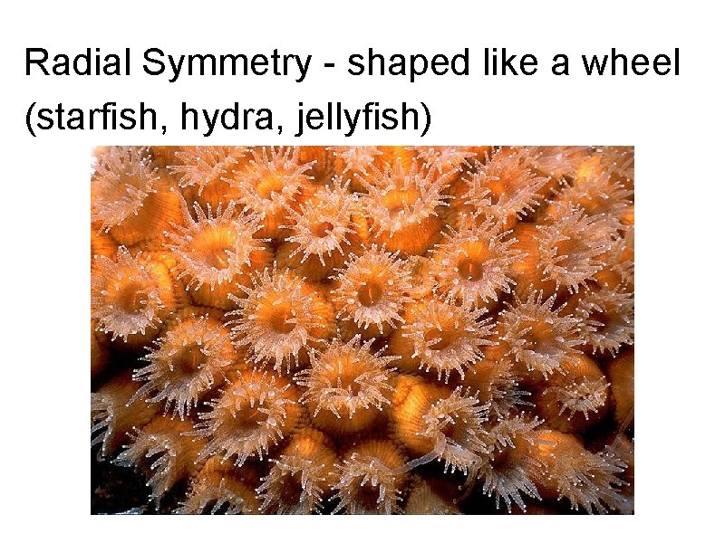 Radial Symmetry - shaped like a wheel (starfish, hydra, jellyfish) Radial Symmetry - shaped like a wheel (starfish, hydra, jellyfish)