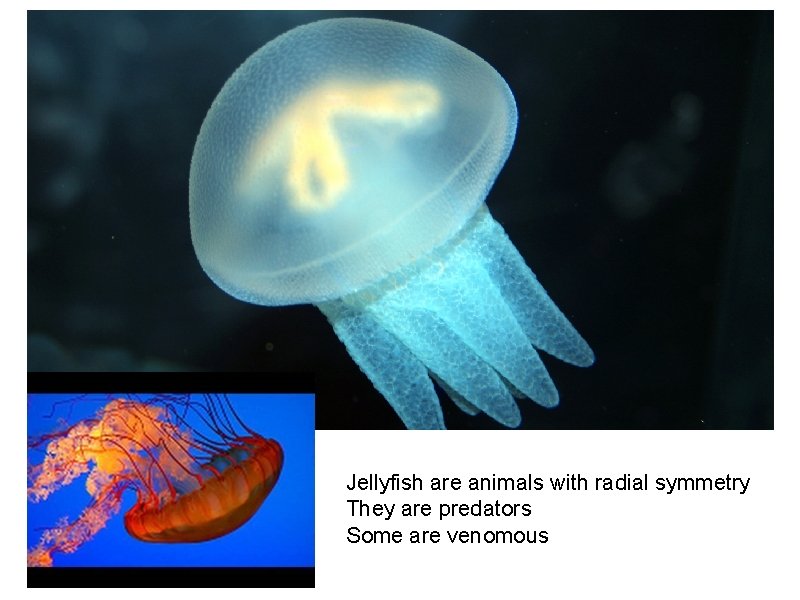 Jellyfish are animals with radial symmetry They are predators Some are venomous Jellyfish are animals with radial symmetry They are predators Some are venomous