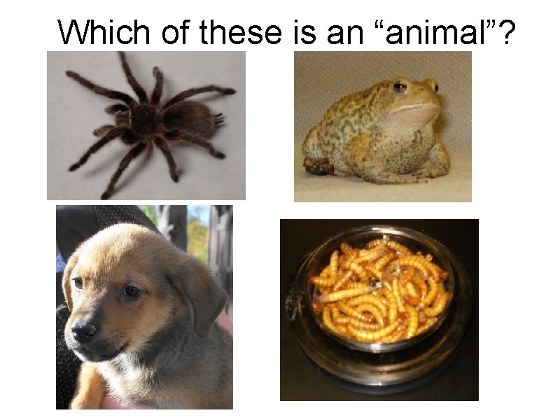 Which of these is an “animal”? Which of these is an “animal”?