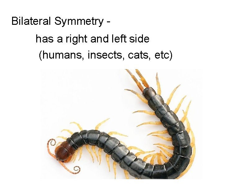 Bilateral Symmetry - has a right and left side (humans, insects, cats, etc) Bilateral Symmetry - has a right and left side (humans, insects, cats, etc)