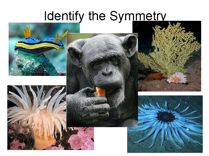 Identify the Symmetry Identify the Symmetry