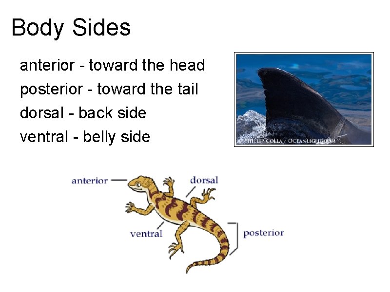 Body Sides anterior - toward the head posterior - toward the tail dorsal - Body Sides anterior - toward the head posterior - toward the tail dorsal -