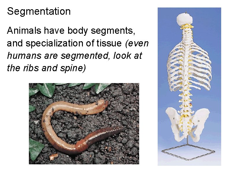 Segmentation Animals have body segments, and specialization of tissue (even humans are segmented, look Segmentation Animals have body segments, and specialization of tissue (even humans are segmented, look